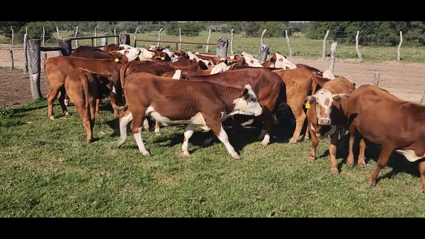 Lote 32 Vaquillonas P/ entorar en Mercedes, Corrientes