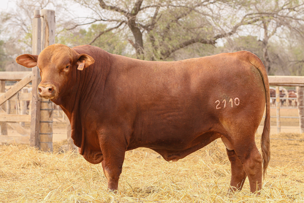 Lote LOTE 29