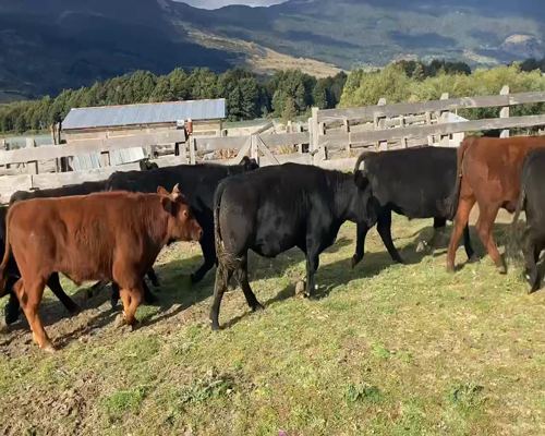 Lote 40 Novillo Engorda en Chile Chico, XI Región Aysén