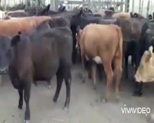 Lote 30 Terneras en Monte, Buenos Aires