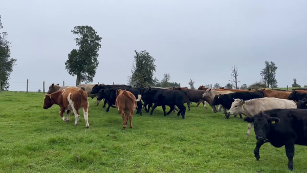 Lote 48 Novillo Engorda en Osorno, X Región Los Lagos