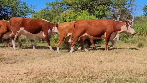 Lote 41 Vacas nuevas C/ gtia de preñez en Corrientes, Curuzú-Cuatiá