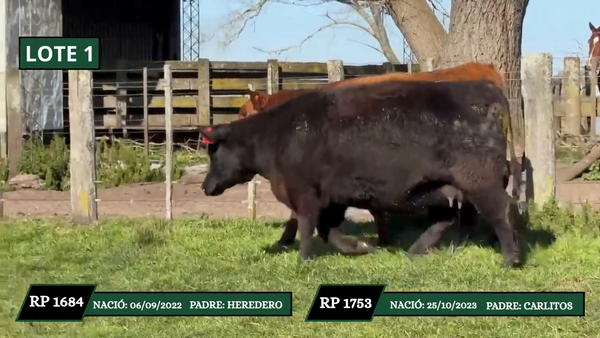 Lote VAQUILLONAS DE PEDIGREE