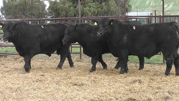 Lote "Toros ""SANTA ROSA"""