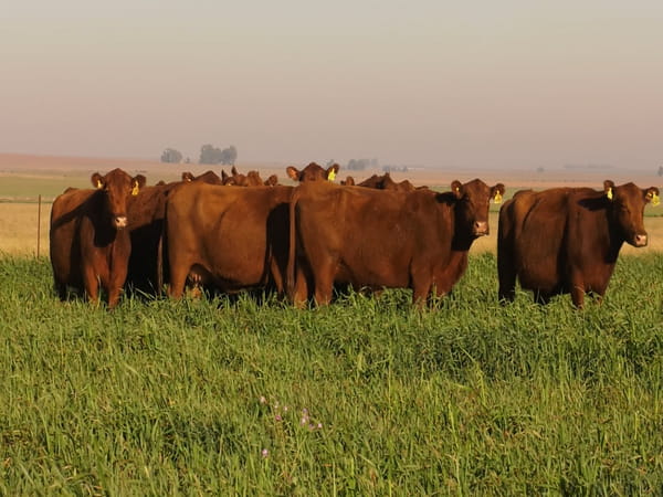 Lote VACAS A. ANGUS COLORADAS P. CONTROLADAS C/ GTIA DE PREÑEZ