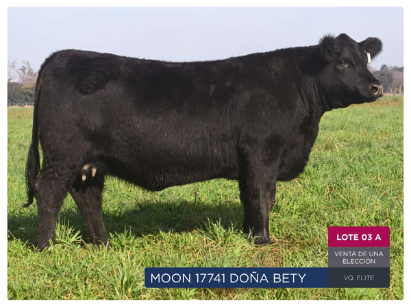 Lote RP 17741 Y 17761 - VAQUILLONAS PP ELITE VENTA DE UNA ELECCION