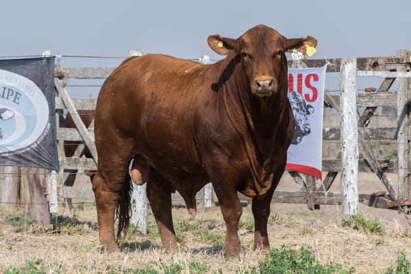 Lote CORRAL 21- CABAÑA DON FELIPE