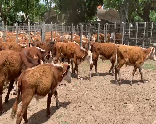Lote 34 Terneros en Melo, Cerro Largo