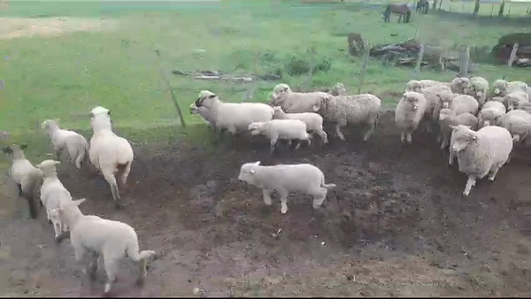 Lote (Vendido)34 Piezas de cría CARA MORA/ IDEAL en AGRACIADA