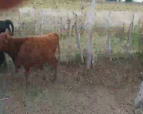 Lote 37 Terneros/as en Villaguay, Entre Ríos