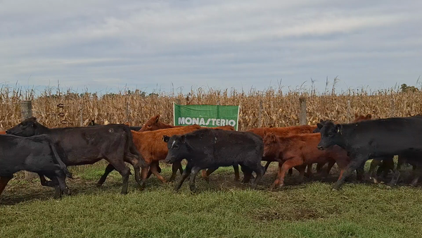 Lote 33 Terneras en Navarro