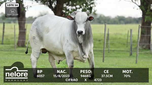 Lote LOTE 54