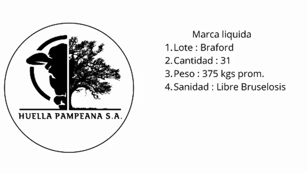 Lote 31 Vaquillonas Braford en Suardi, Santa Fe