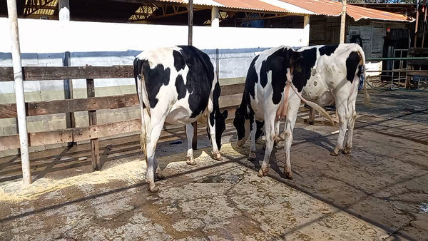 Lote Vaquillonas Preñadas - Perassi Hnos