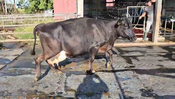 Lote Vaca, San José