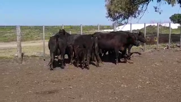 Lote 10 Piezas de cría ANGUS en OMBUES DE LAVALLE