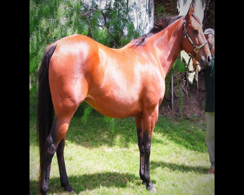 Lote LS PRINCE ARIZONA