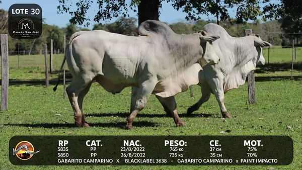 Lote LOTE 30