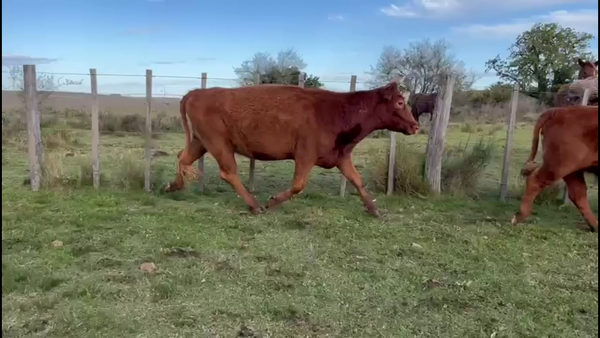 Lote VIENTRES ENTORADAS