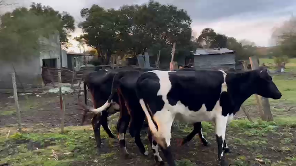 Lote 3 vaquillonas kiwi