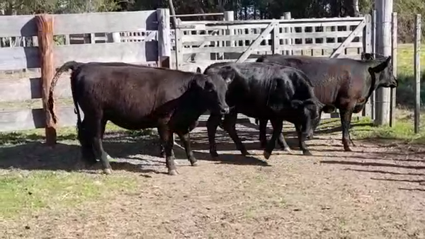 Lote (Vendido)4 Vaquillonas/Vacas Gordas 425kg -  en PLAYA FOMENTO