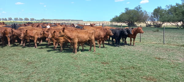 Lote 60 Terneros en Buenos Aires, arboledas