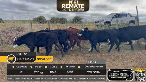 Lote 8 Novillos en Las Víboras, Colonia