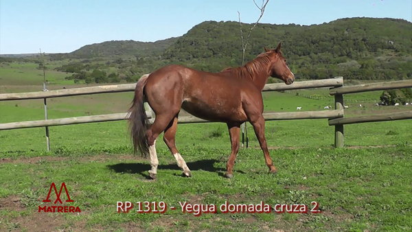 Lote MATRE KOKO MARINERA