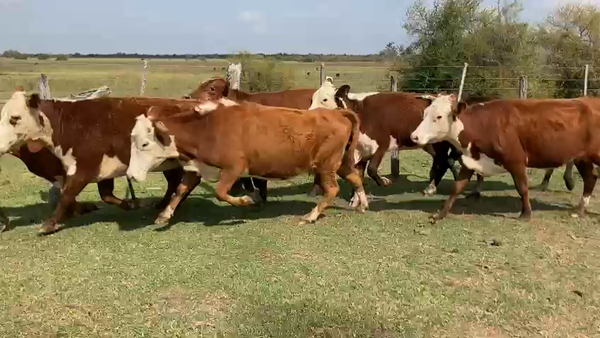 Lote 37 Vacas usadas preñadas en Esquina, Corrientes