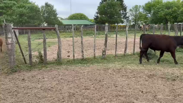 Lote 138 Terneros en Nogoyá, Entre Ríos