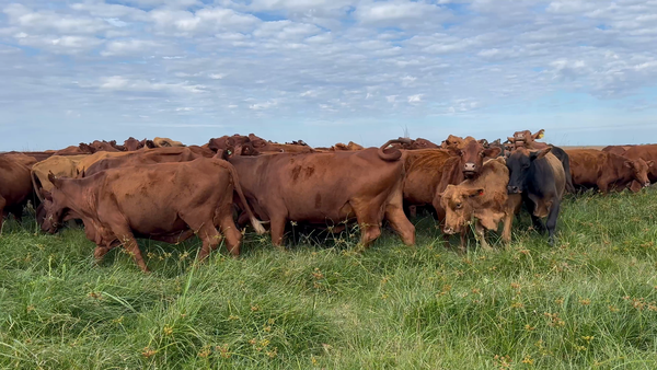 Lote 70 Vacas de invernar