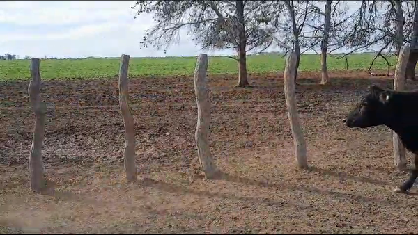 Lote 35 Vacas usadas preñadas en Riglos, la Pampa