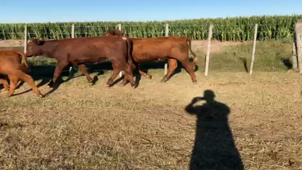 Lote 82 Terneros/as en Cintra, Córdoba
