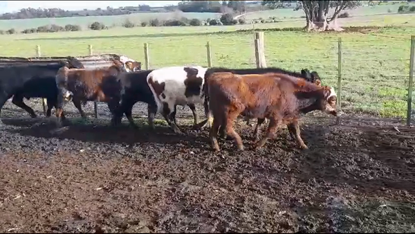 Lote (Vendido)6 Terneros NORMANDO/ ANGUS 180kg -  en PANTANOSO