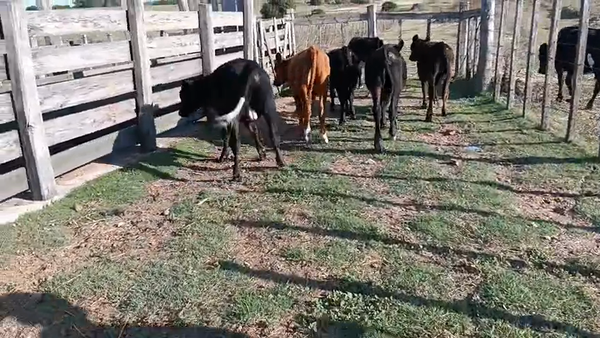 Lote 6 Terneros, San José