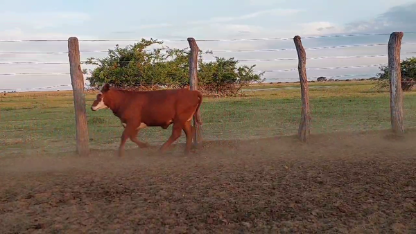 Lote 64 Terneros/as