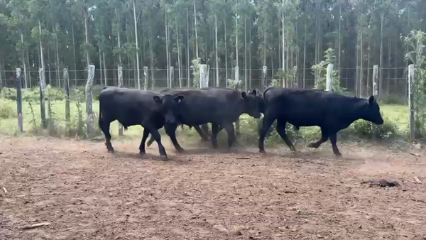 Lote NOVILLOS 1 a 2 AÑOS