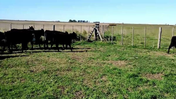 Lote 22 Terneros/as en Olavarría