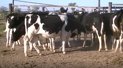 Lote 17 Terneras en Franck, Santa Fe