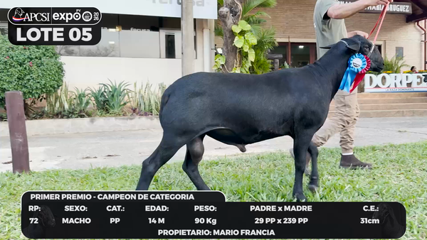 Lote LOTE 5 - BOZAL