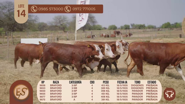 Lote VAQUILLAS CBO 4 PREÑADAS