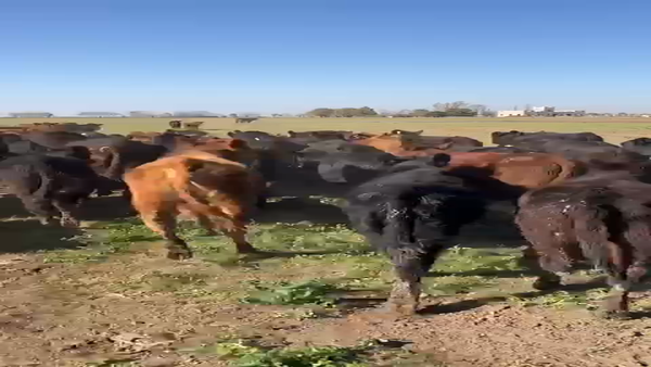 Lote 120 Terneras Angus en Humberto 1º, Santa Fe