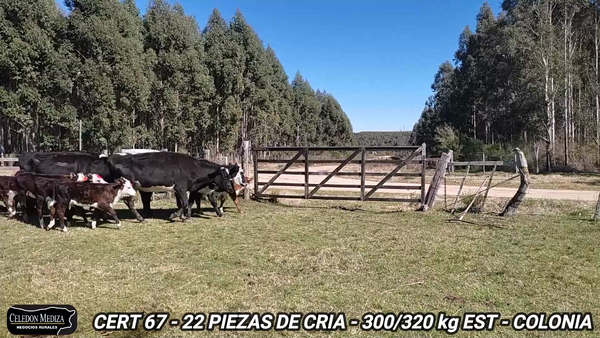 Lote 22 Piezas de cría en Colonia