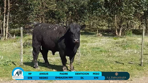 Lote Toros Angus 570kg - , Rocha