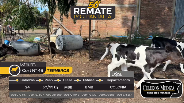 Lote 24 Terneros en ruta 50, Colonia