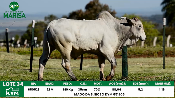 Lote Lote 34