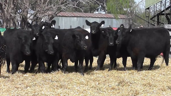 Lote VAQUILLONAS PURAS CONTROLADAS CON GARANTÍA DE PREÑEZ