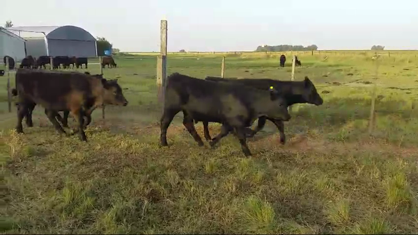 Lote 43 Terneros/as en Benito Juarez