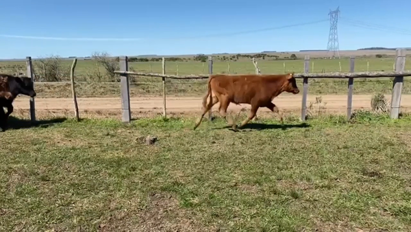 Lote Terneros