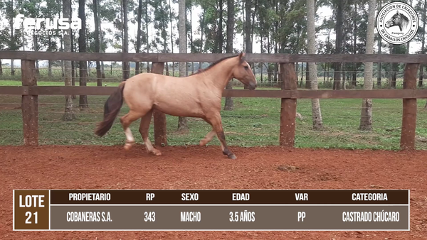 Lote LOTE 21 DE CAMPO